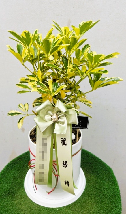 �÷�ȫ�����